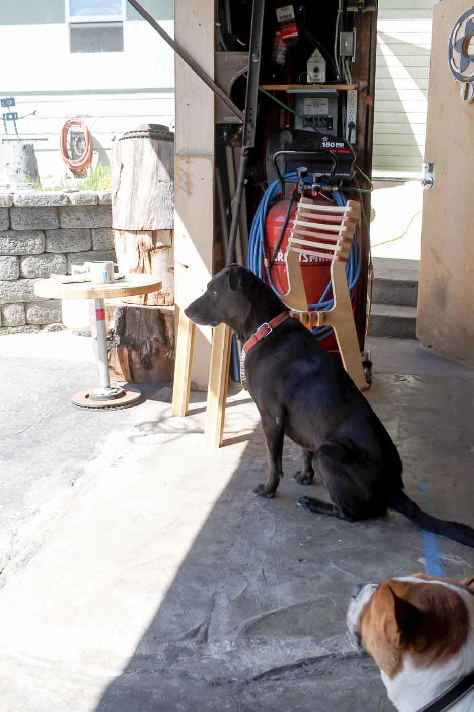 Kyle’s dogs relaxing in the workshop